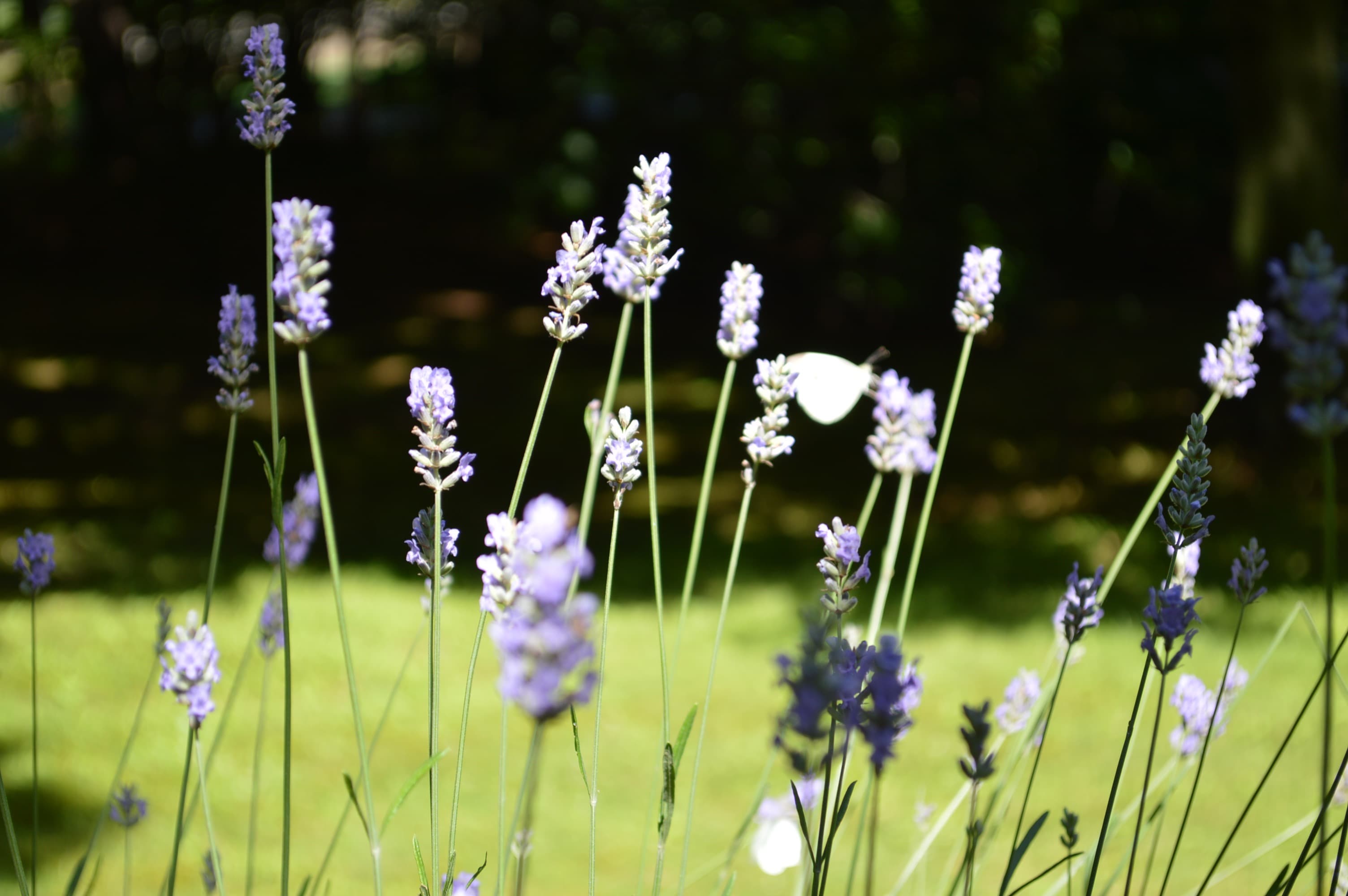 flowery background